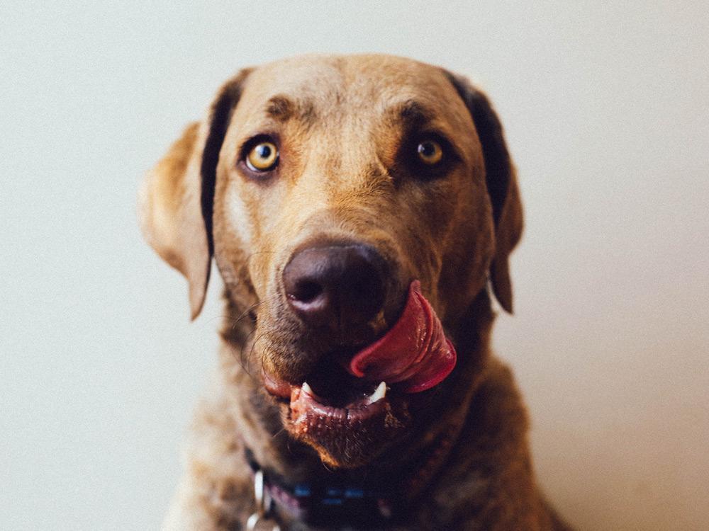 Il pane fa male ai cani? - Risposta e Spiegazione