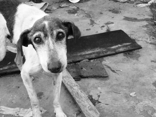 Quanto vive un cane randagio? - Quanto vivono i cani randagi?