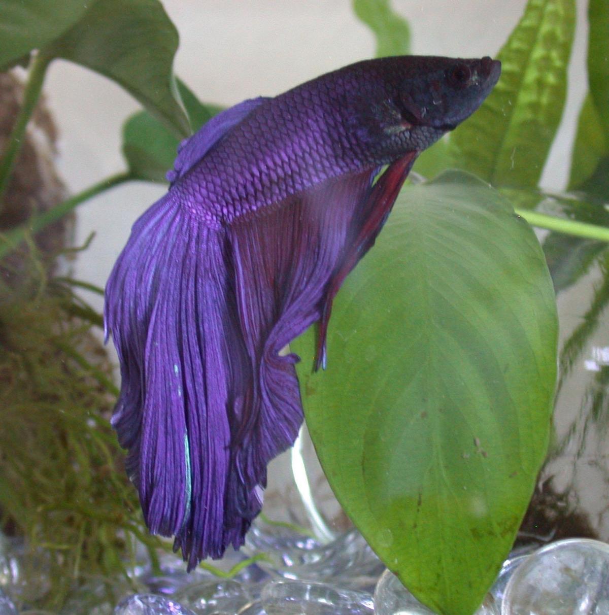 Pesci compatibili con il pesce Combattente
