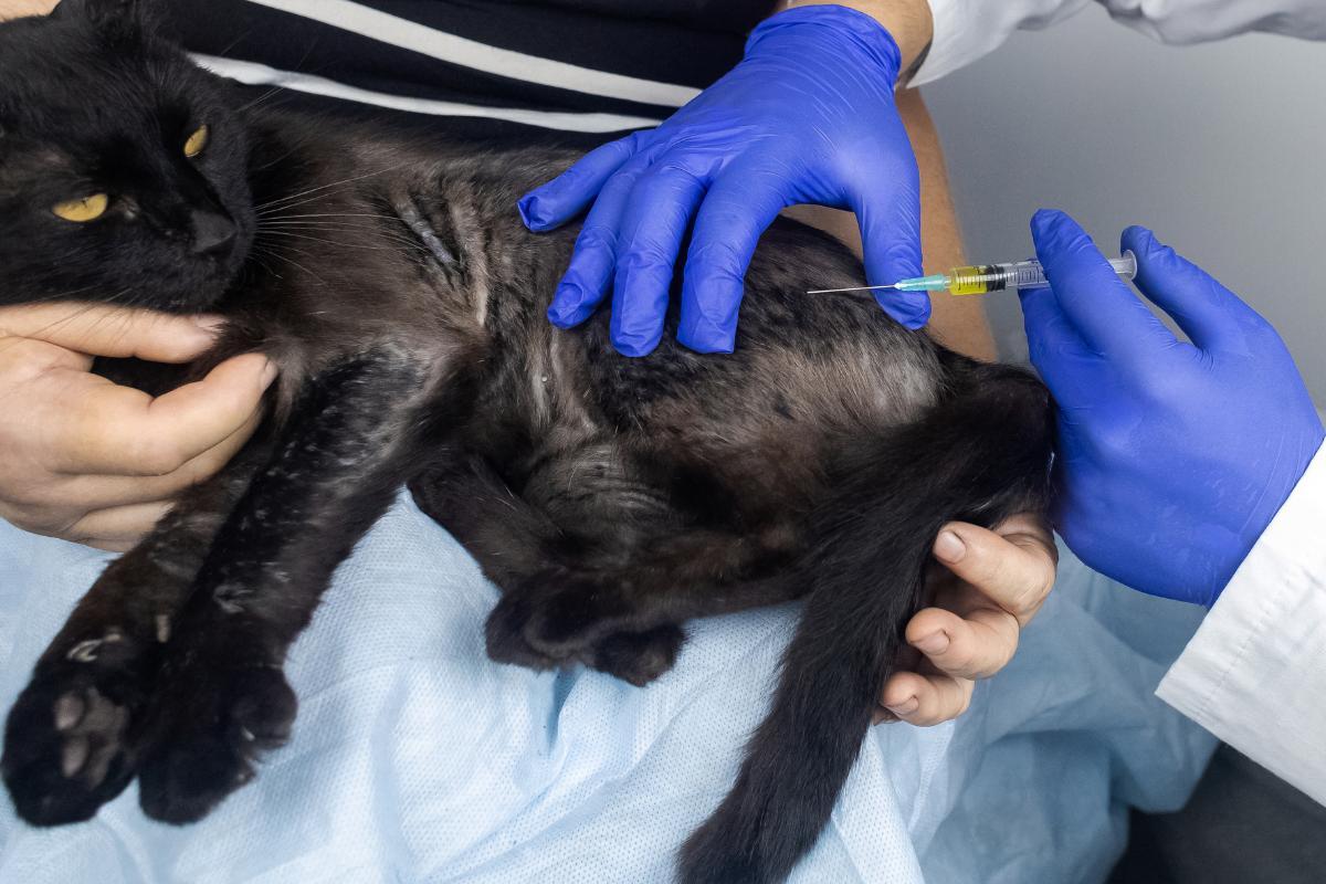 Dermatite nel gatto: sintomi e trattamento