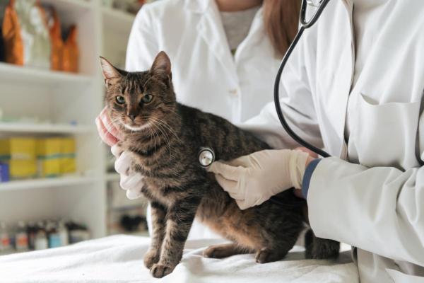 I gatti possono mangiare i ceci? - Effetti collaterali dei ceci nei gatti
