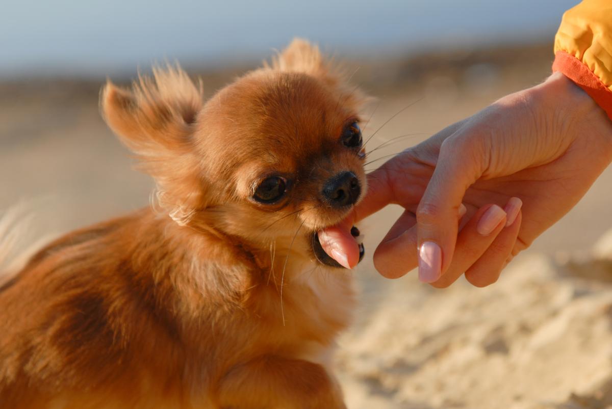 Il mio cane mi morde quando lo accarezzo - Cause e cosa fare