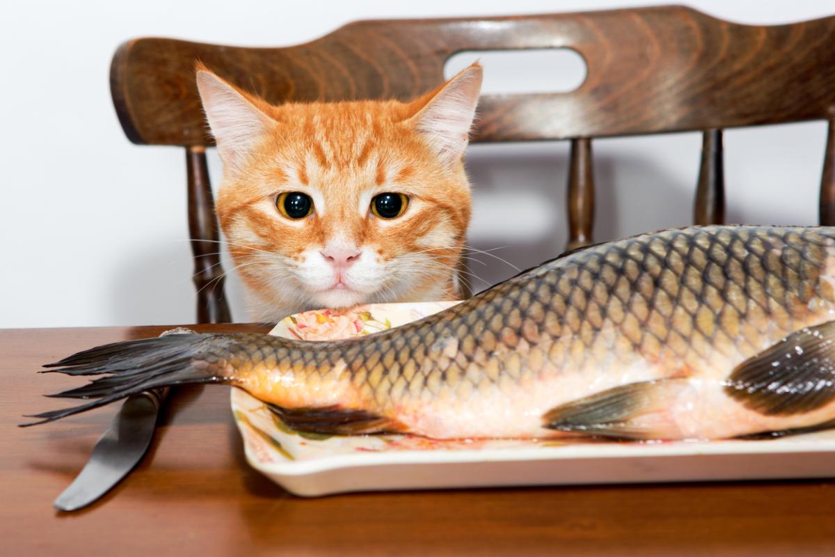 Cibo per gatti fatto in casa con il pesce