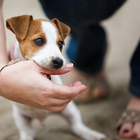 È normale che un cucciolo di cane morda molto?