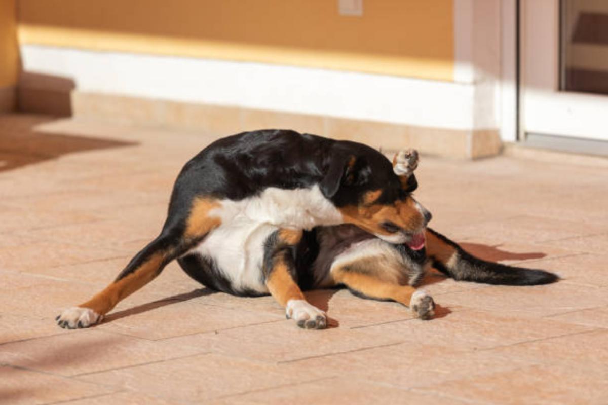 Perché il cane si lecca sempre il sedere?