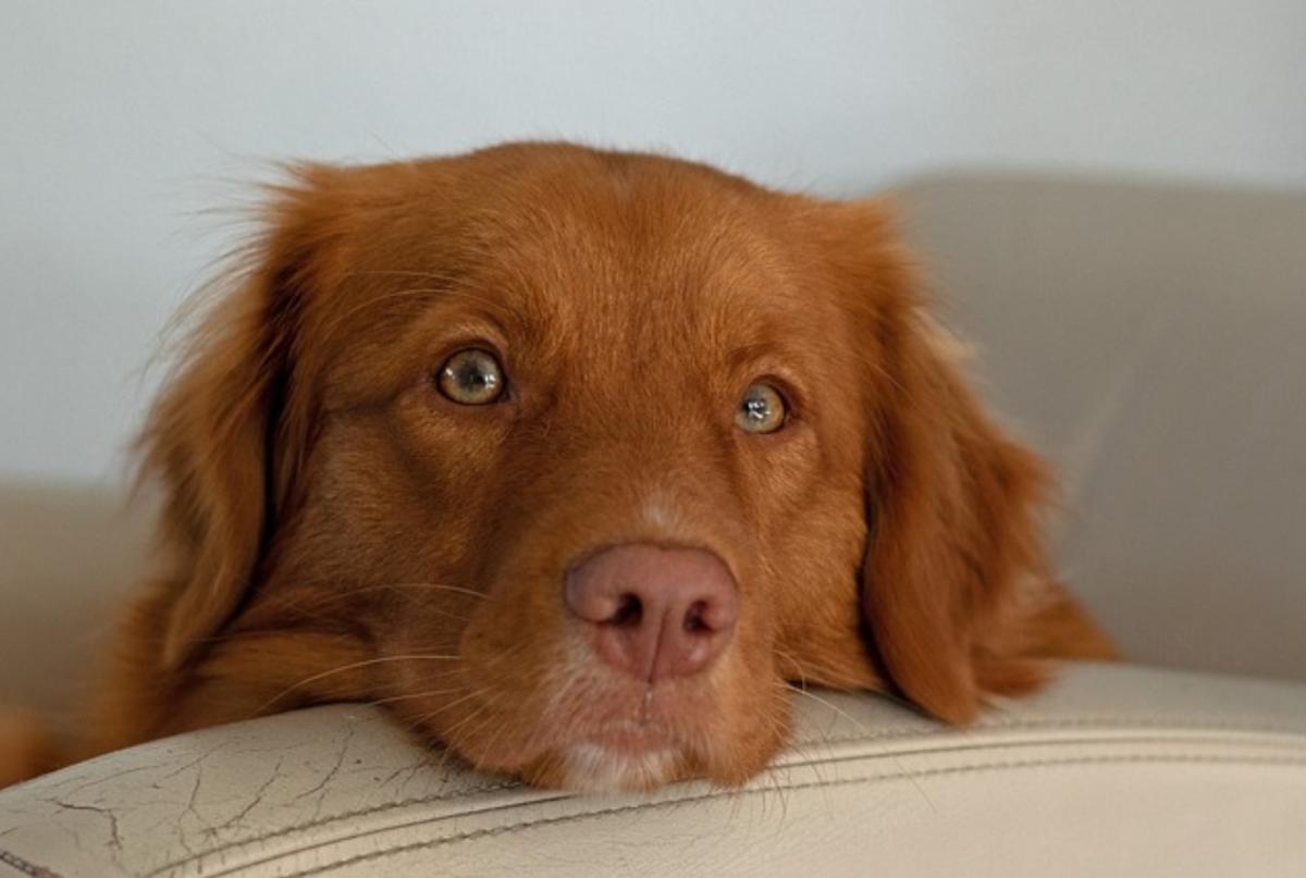 Il cane fa pipì da sdraiato: cause e cosa fare
