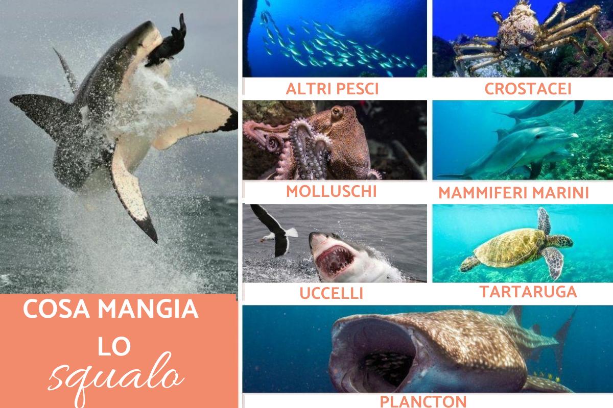 Cosa mangia lo squalo