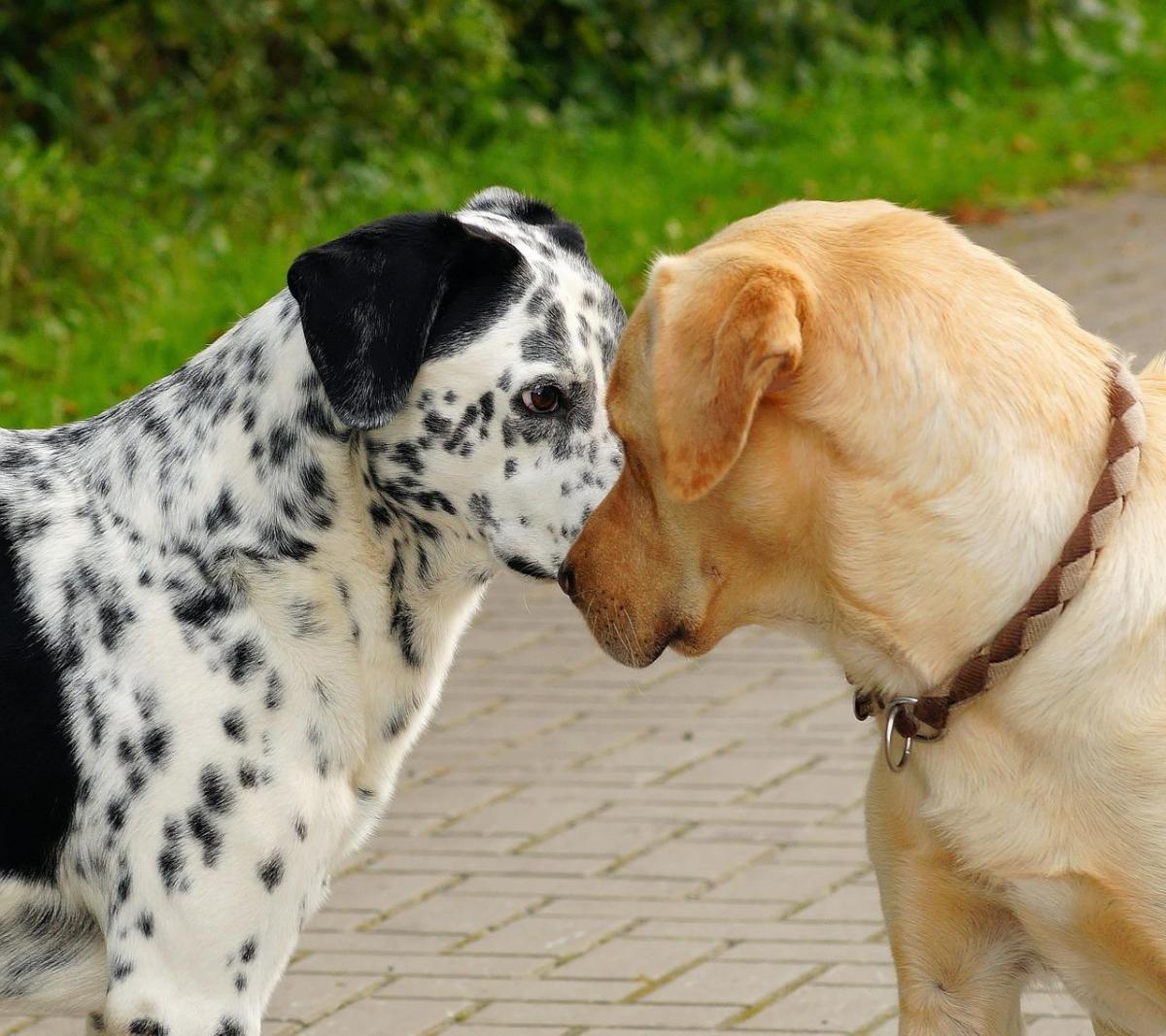 Metodi contraccettivi per cani