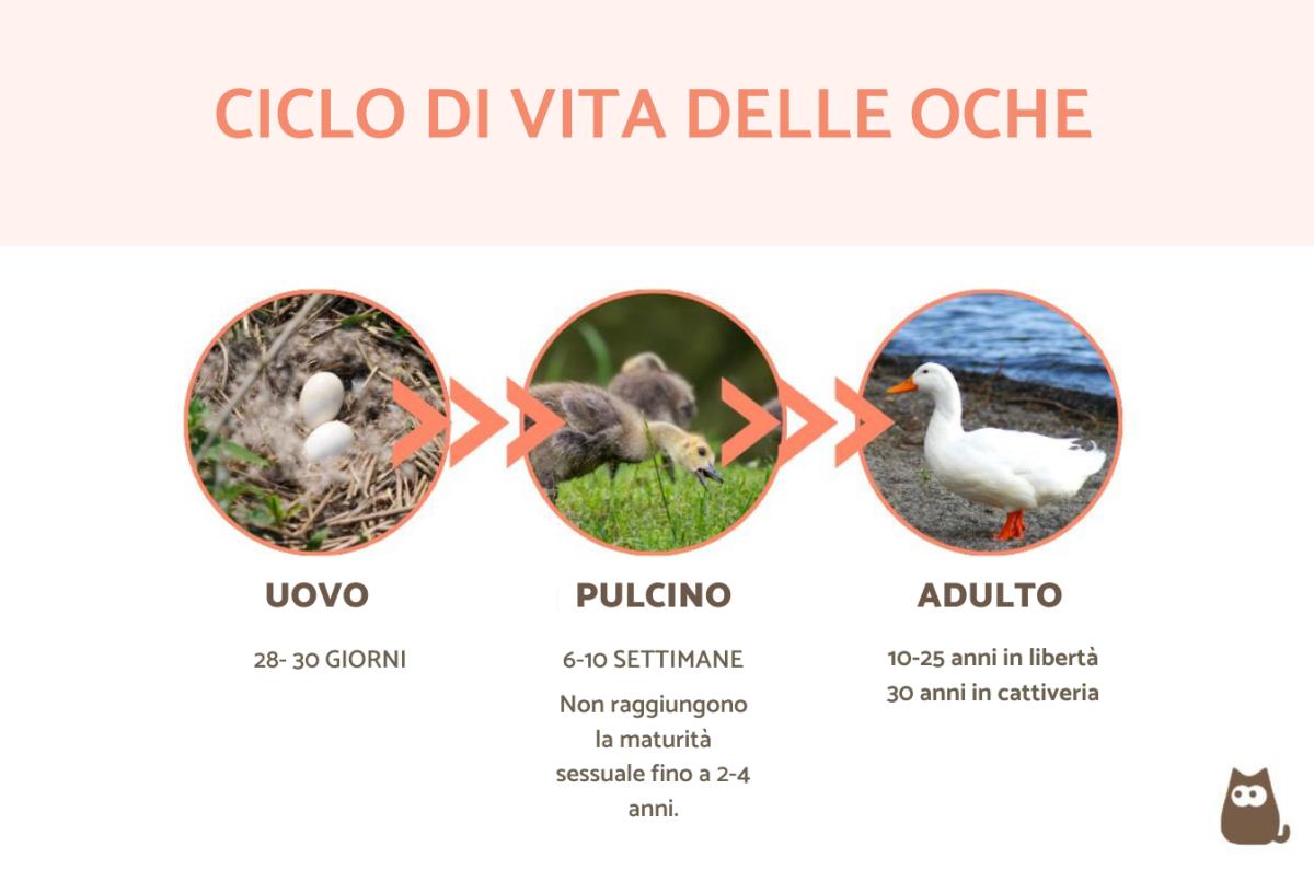 Quanto vivono le oche?