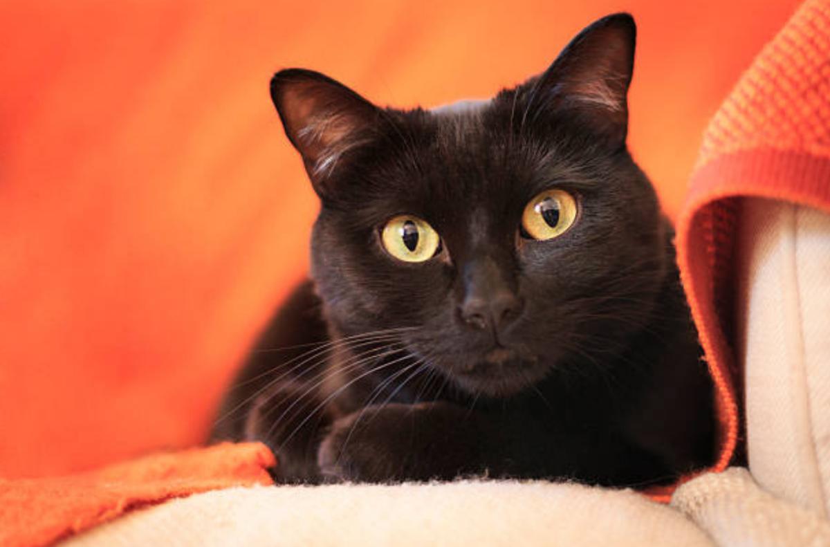 Comportamento di un gatto traumatizzato