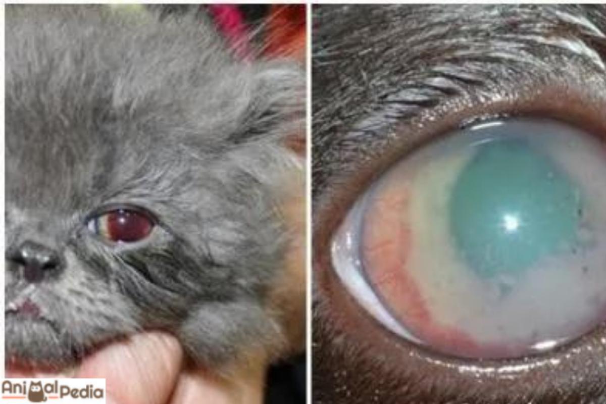 Ifema nel gatto: Cause e terapia