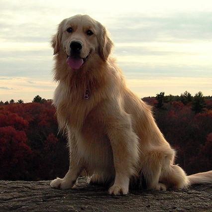 Toelettatura del Golden Retriever