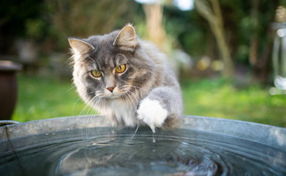 Perché i gatti hanno paura dell'acqua?