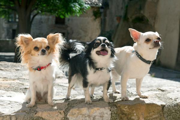 Cani più longevi - 1. Chihuahua