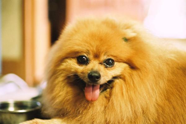 Cani più longevi - 7. Pomerania