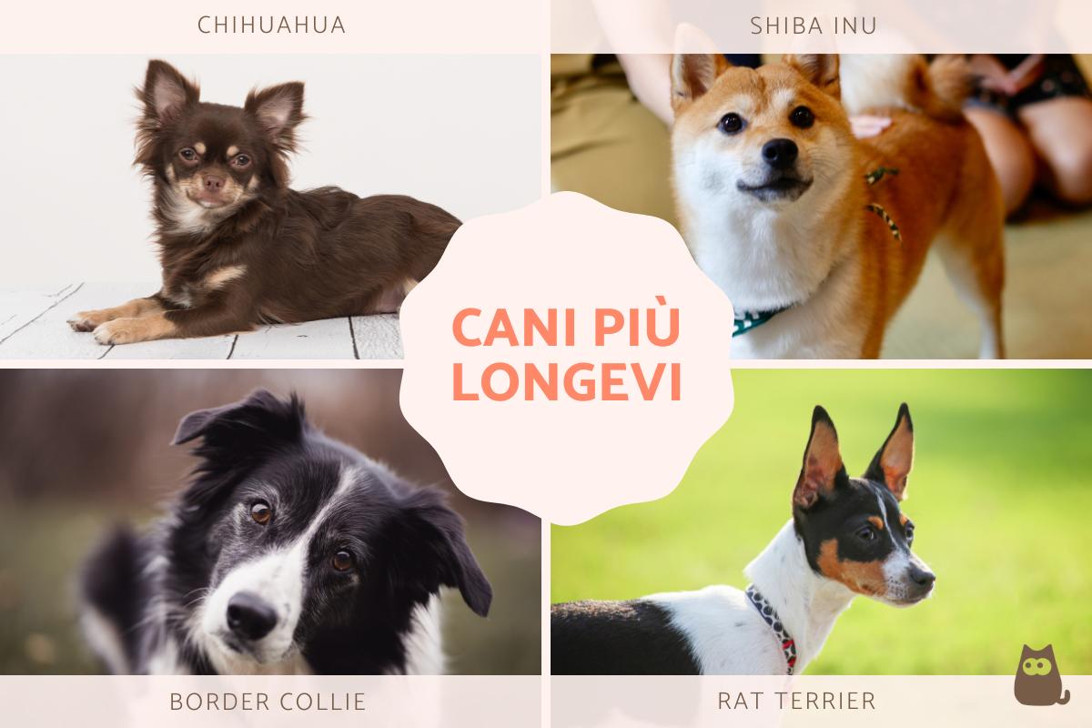 Cani più longevi