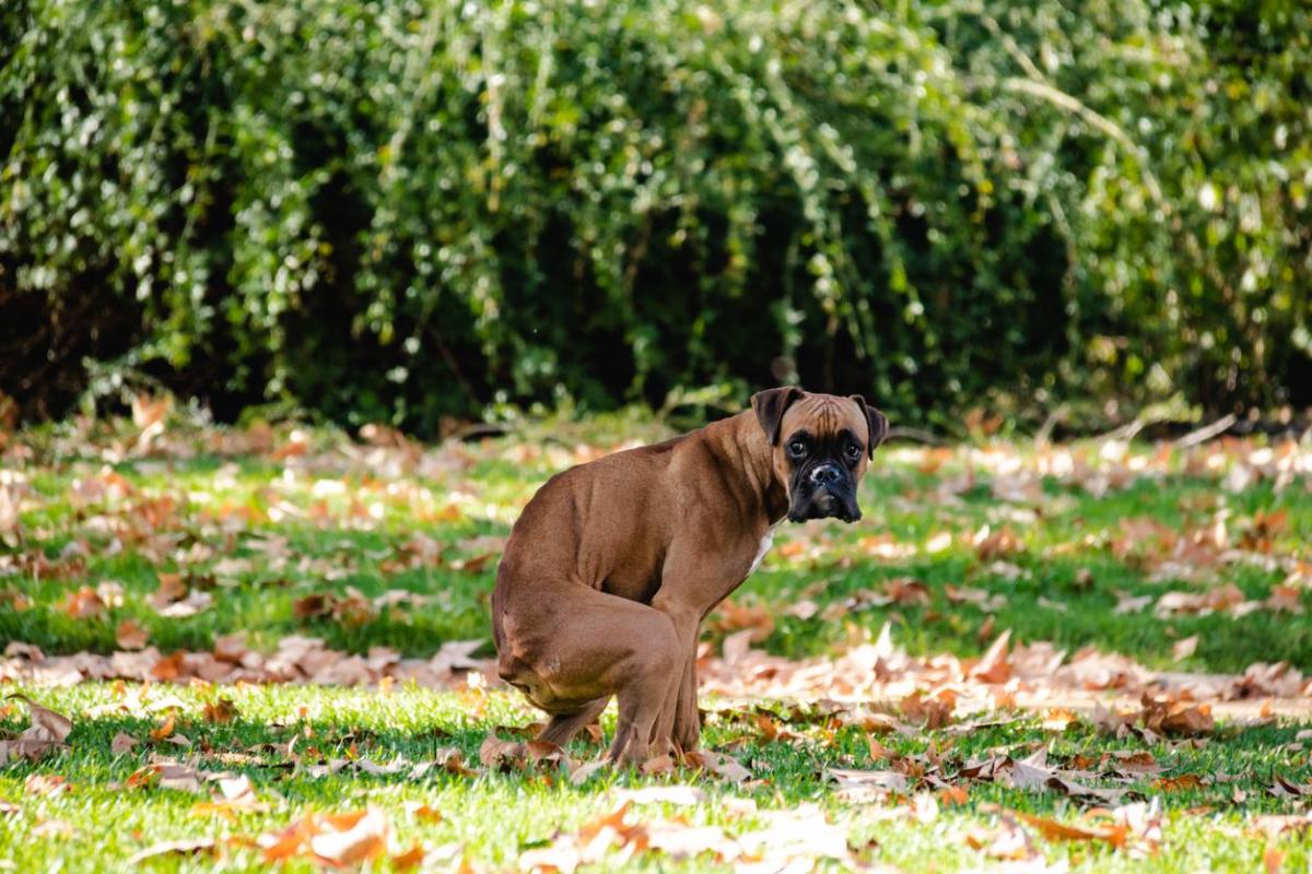 Il mio cane defeca spesso: cause e soluzioni