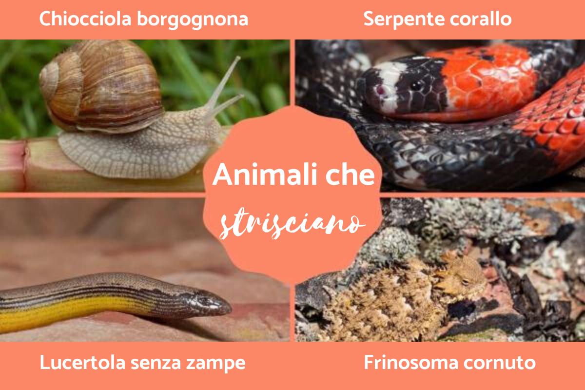 Animali che strisciano: Esempi e caratteristiche