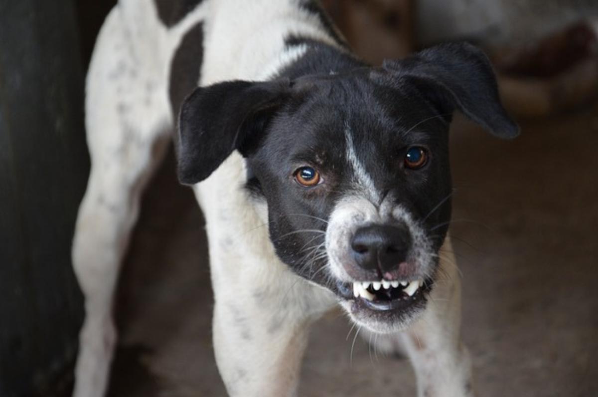 Cane aggressivo con il padrone: perché e cosa fare