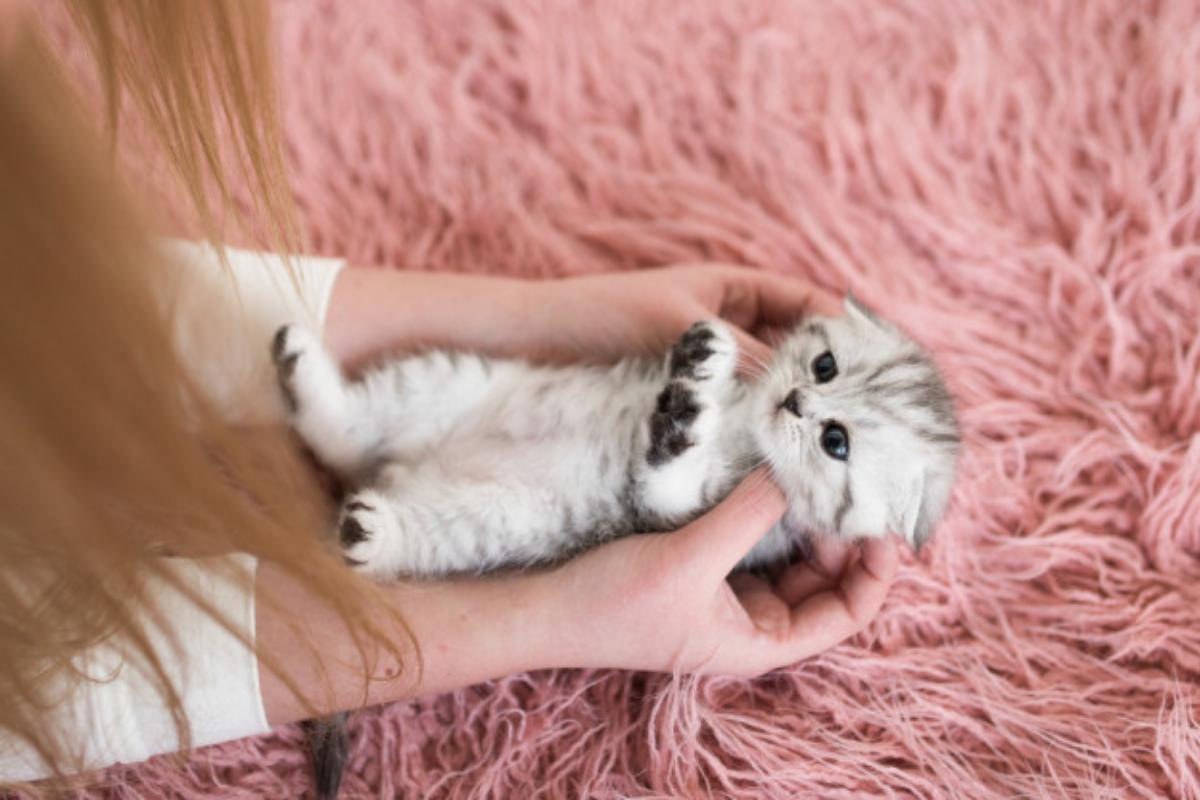 Giochi per gattini