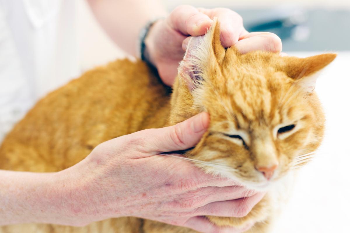 Cerume nero nel gatto: cause e cura