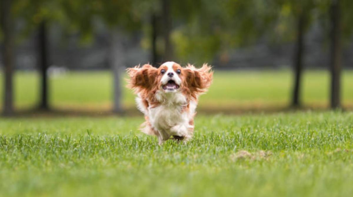 Il mio cane zoppica ma corre: perché e cosa fare