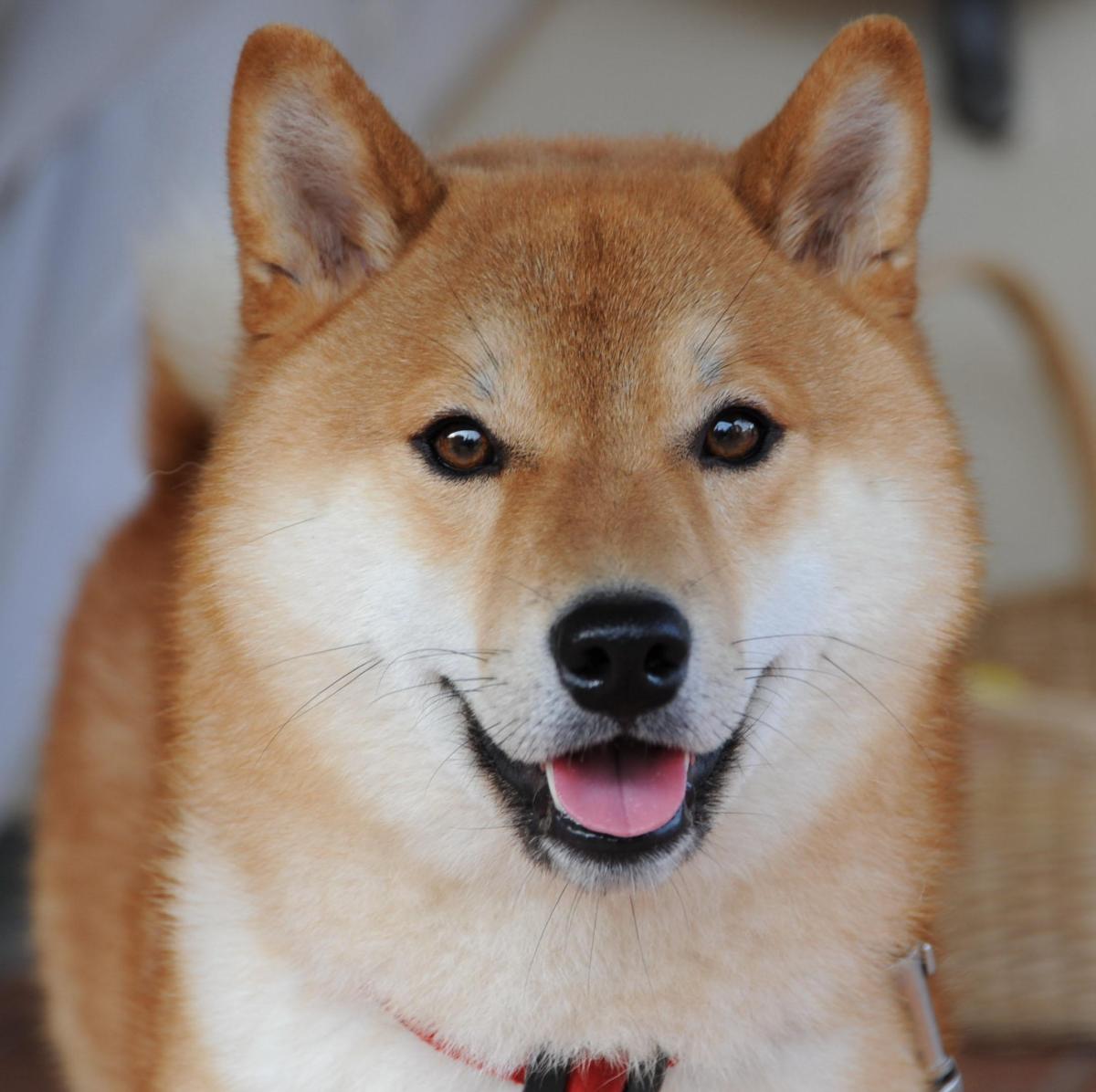 Come educare uno Shiba Inu