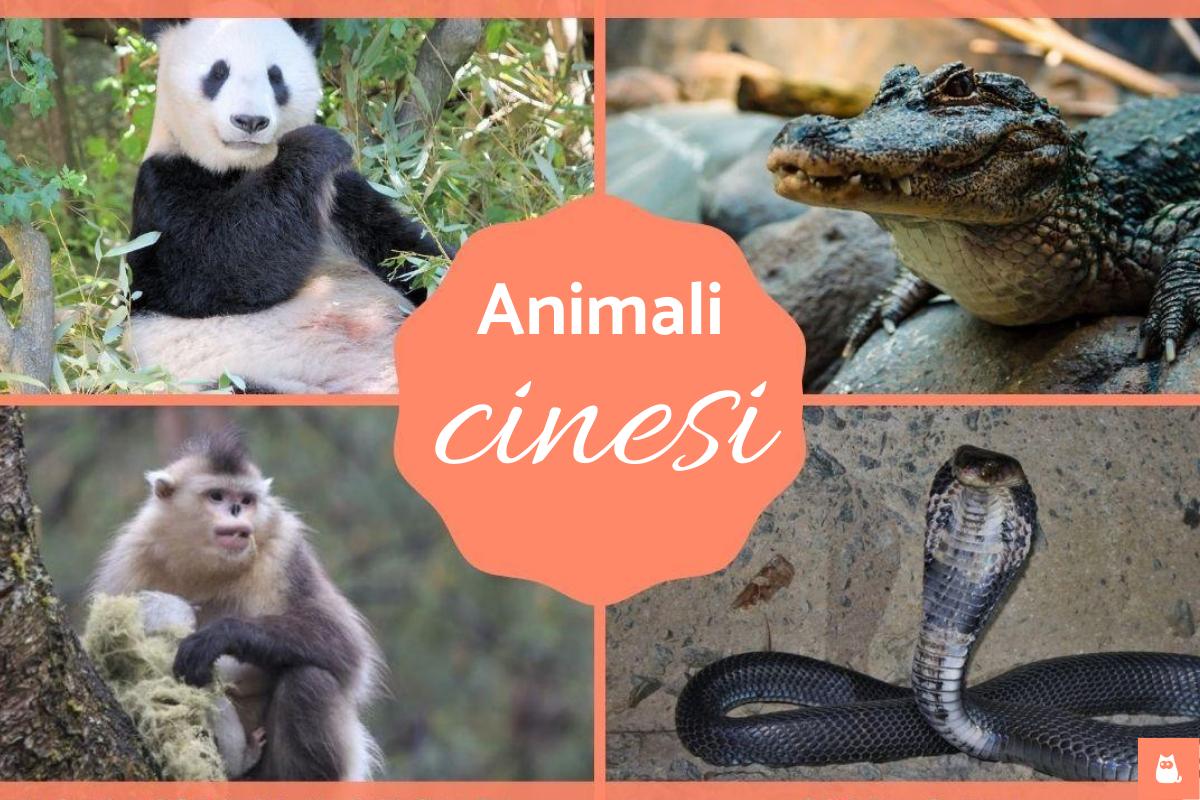 Animali cinesi