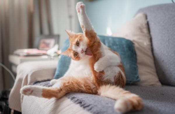 Il gatto si lecca fino a togliere il pelo: perché e rimedi - Cause di un gatto che si lecca fino a togliere il pelo