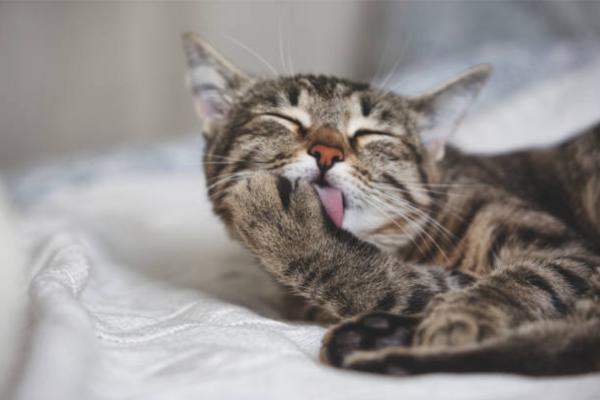 Il gatto si lecca fino a togliere il pelo: perché e rimedi