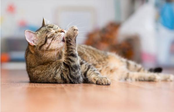 Il gatto si lecca fino a togliere il pelo: perché e rimedi - Rimedi per il gatto che si lecca fino a togliere il pelo