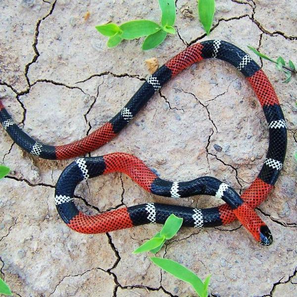 Il serpente corallo come animale domestico