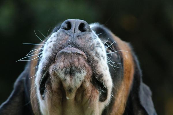 Olfatto del cane: Come funziona, curiosità e giochi olfattivi