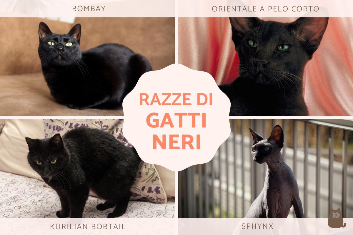 20 Razze Di Gatti Neri Con Immagini 20 Razze Di Gatti Neri Con Immagini