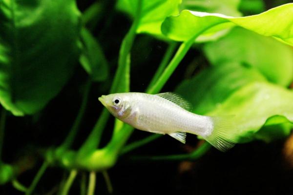 Pesci che mangiano alghe - Black molly (Poecilia sphenops)