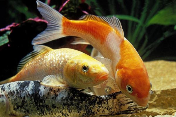 Pesci che mangiano alghe - Carpa (Cyprinus carpio)