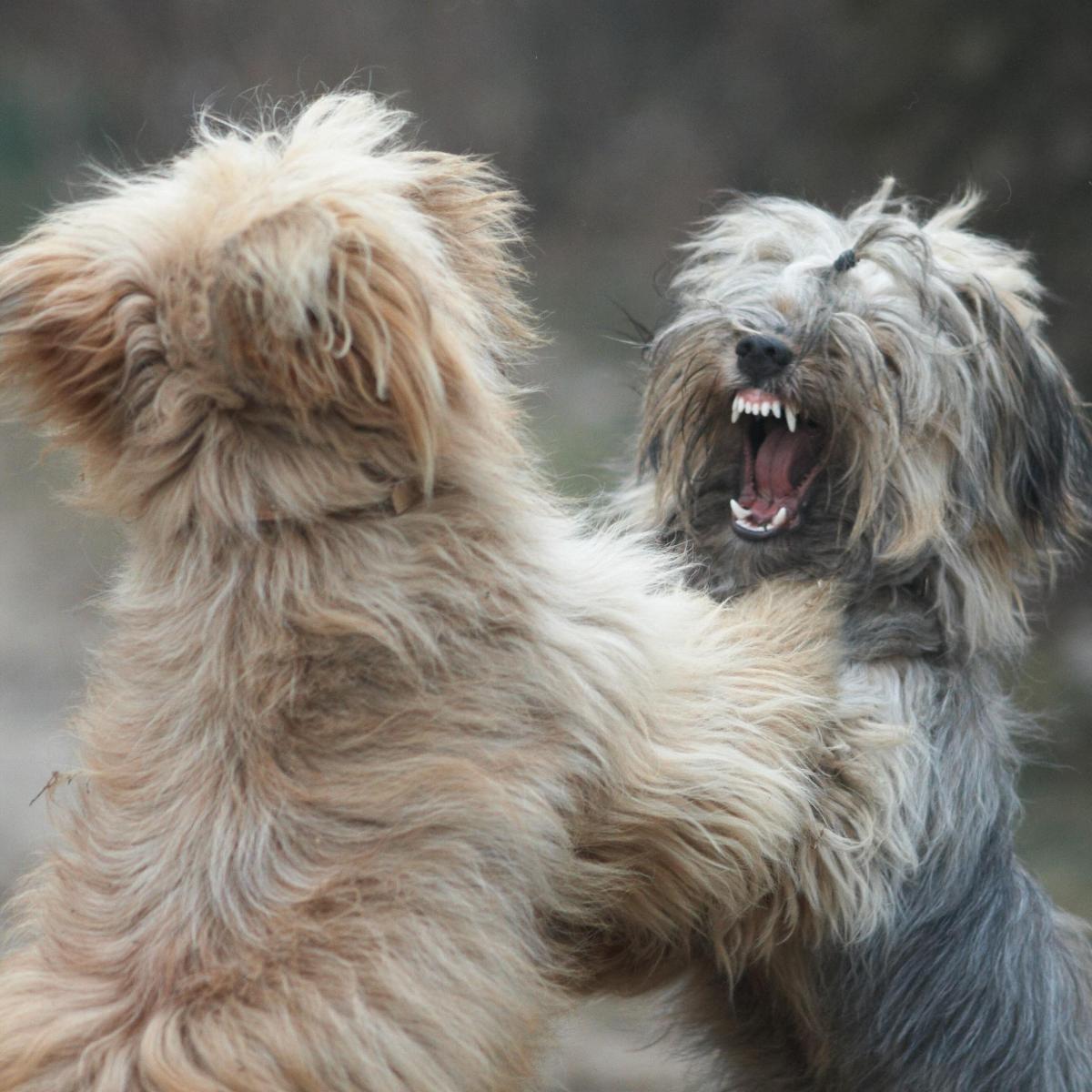 Come dividere due cani che litigano