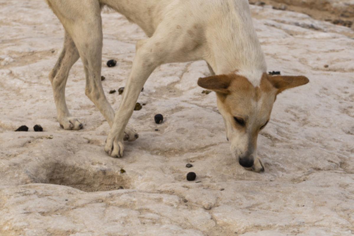 Cosa succede se il cane mangia la cacca del gatto