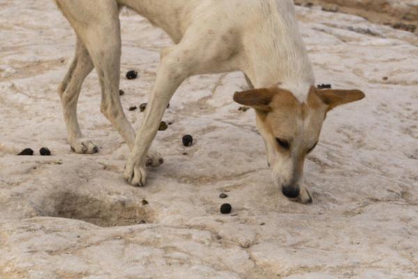 Cosa succede se il cane mangia la cacca del gatto