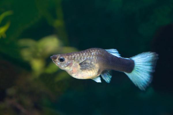 Pesci che mangiano alghe - Guppy (Poecilia reticulata)