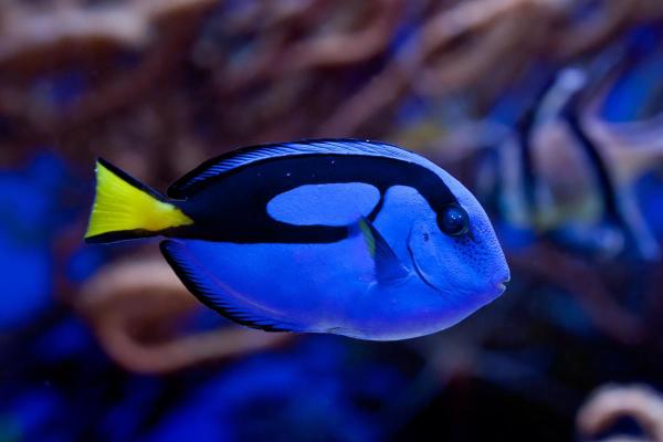 Pesci che mangiano alghe - Pesce chirurgo blu (Paracanthurus hepatus)