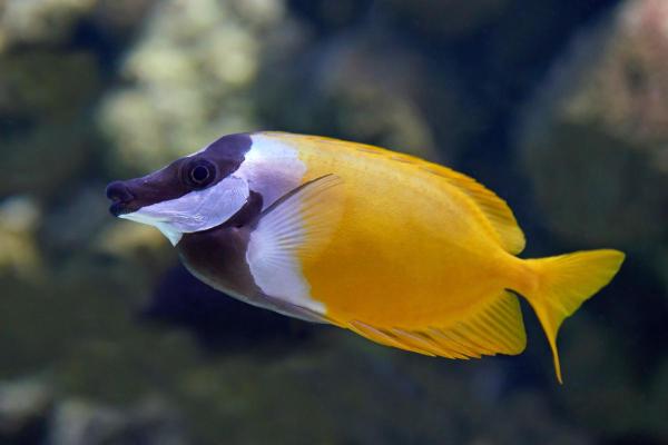 Pesci che mangiano alghe - Pesce coniglio (Siganus vulpinus)