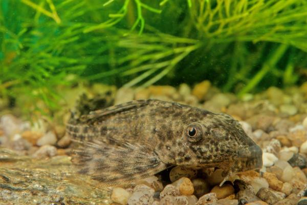 Pesci che mangiano alghe - Pesce ventosa (Hypostomus plecostomus)