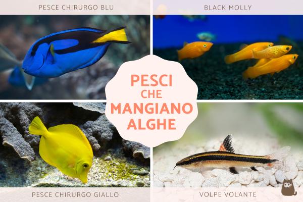Pesci che mangiano alghe