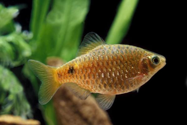 Pesci che mangiano alghe - Rosy barb (Pethia conchonius)