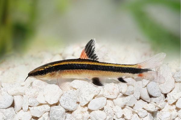 Pesci che mangiano alghe - Volpe volante (Epalzeorhynchos kalopterus)
