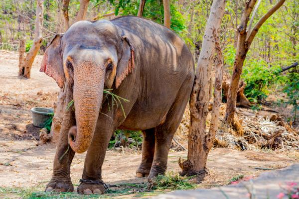 Elefante asiatico e africano: differenze principali - Dimensioni e anatomia dell'elefante asiatico e africano