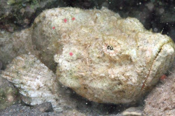I 20 pesci più pericolosi del mondo - Falso pesce pietra o falso scorfano (Scorpaenopsis diabolus)