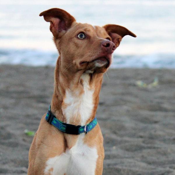 Nomi egizi per cani con significato