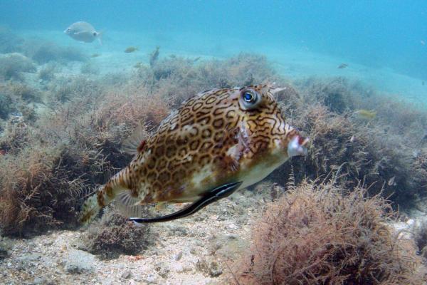 I 20 pesci più pericolosi del mondo - Pesce mucca a nido d'ape (Acanthostracion polygonius)